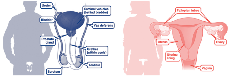ReproductiveOrgans.png